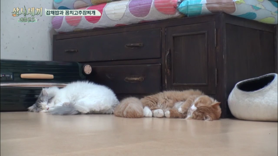 몽이냥이 이미지