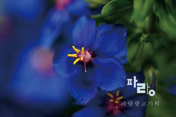파랑광고기획 이미지