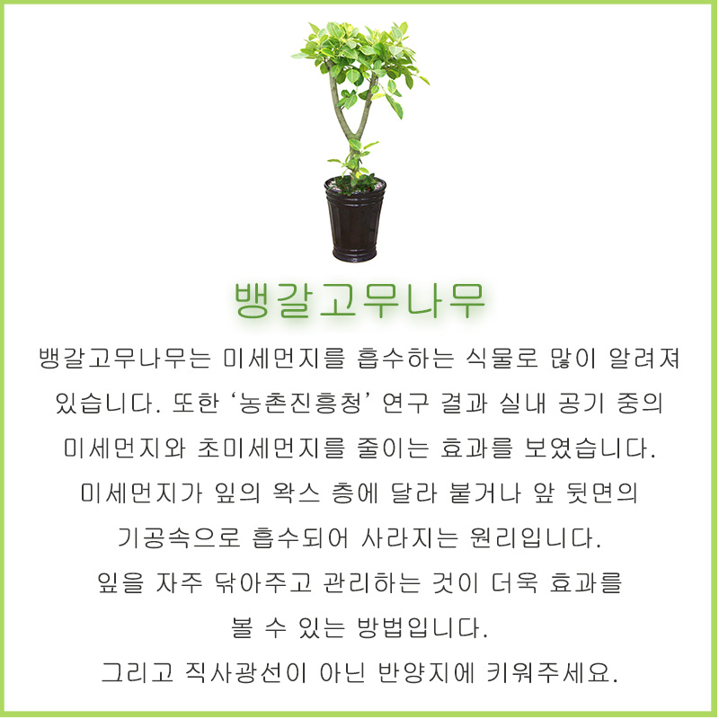 미세잎 이미지