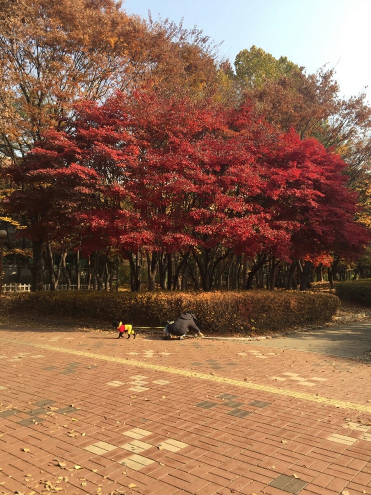 제주흑다돈 이미지