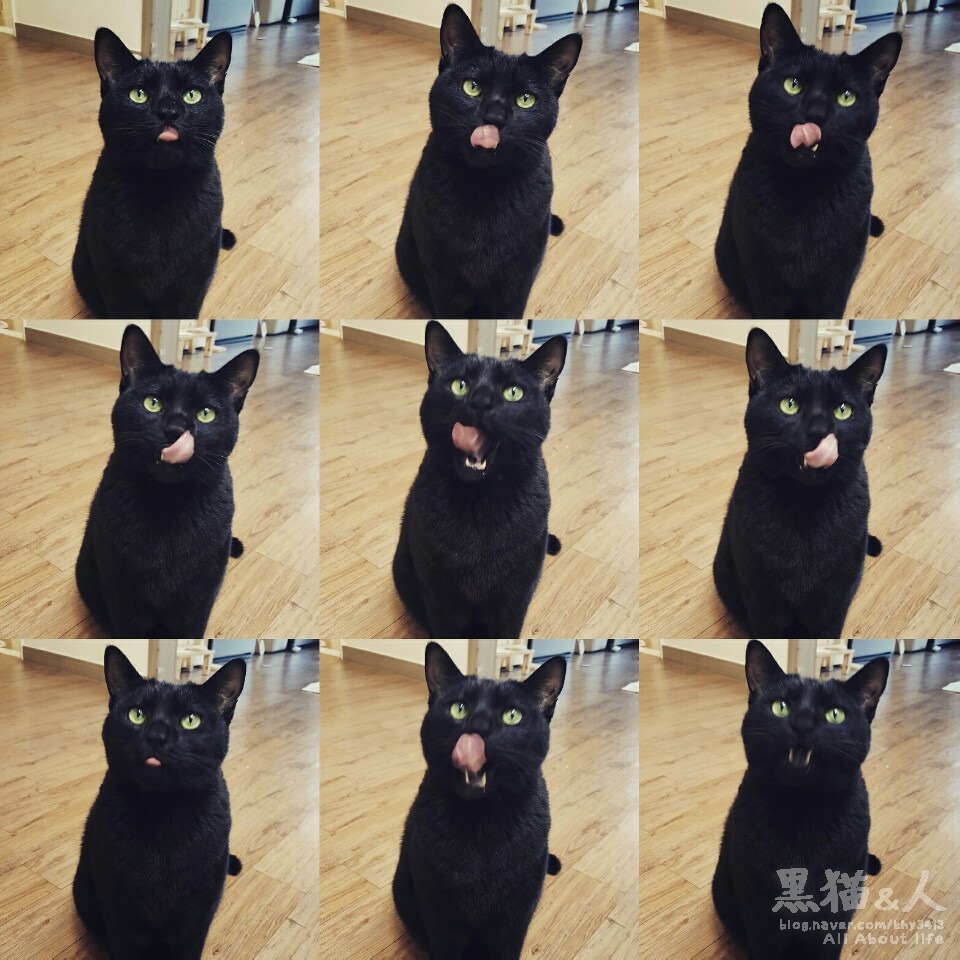 늘보레 이미지