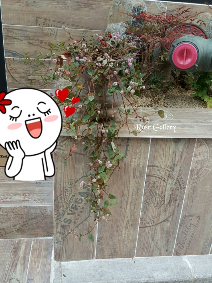비지빈 이미지