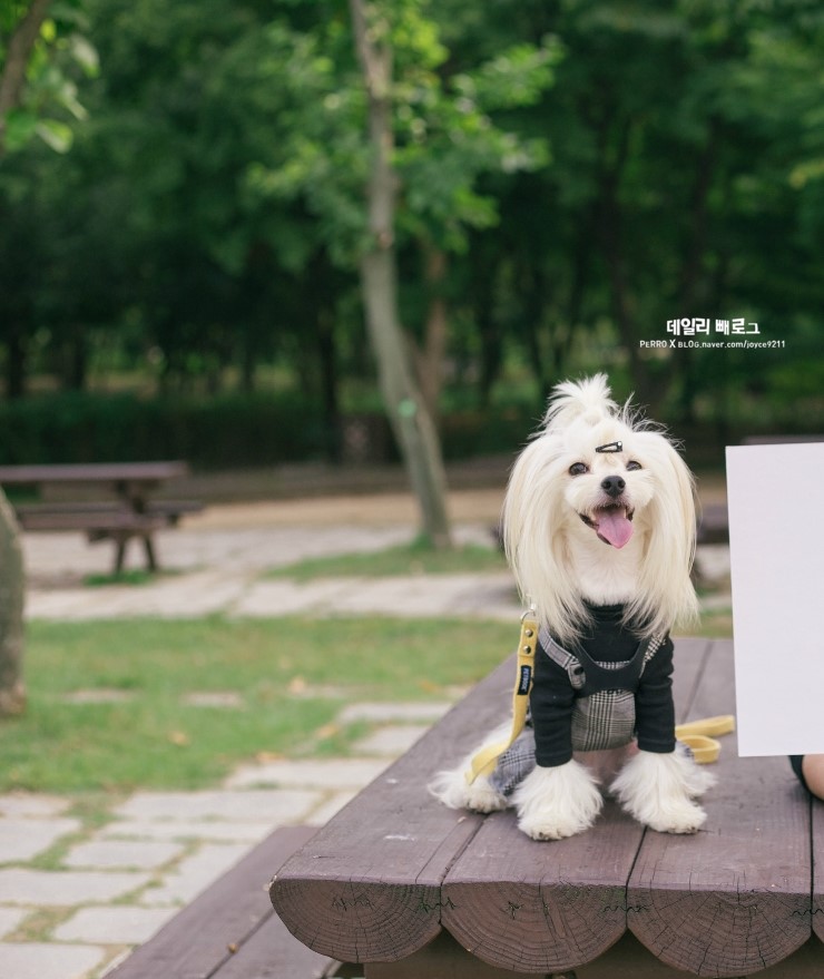 빼로(perro) 이미지