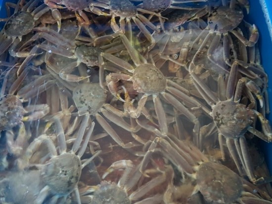 백년대게 이미지