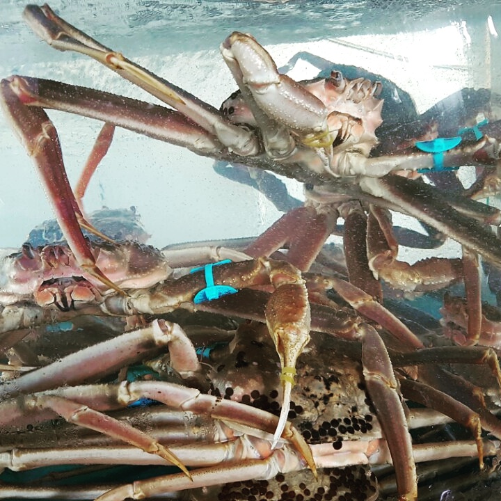 백년대게 이미지