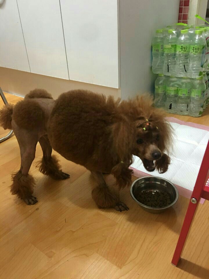 마이티그루밍 이미지