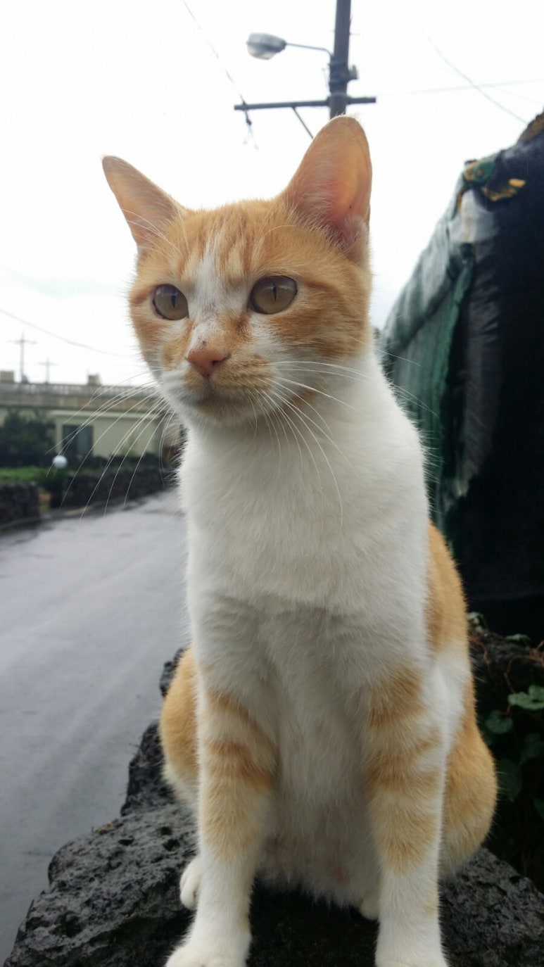 미미네민박 이미지