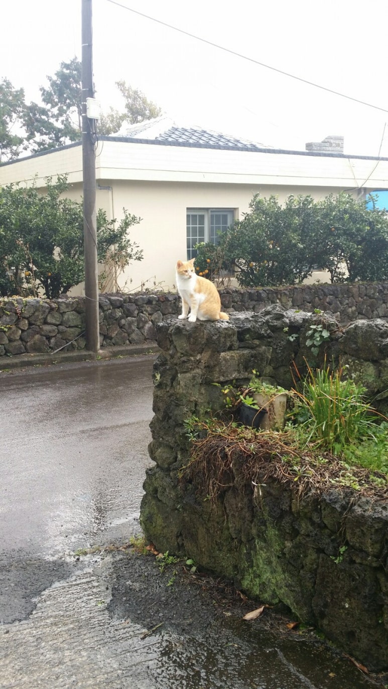 미미네민박 이미지
