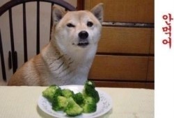 토마토부페 이미지