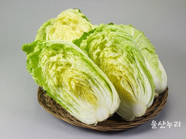 대성익스프레스 이미지