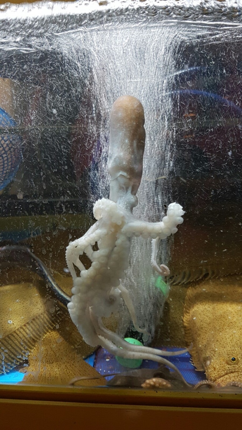 쭈꾸미왕자 이미지