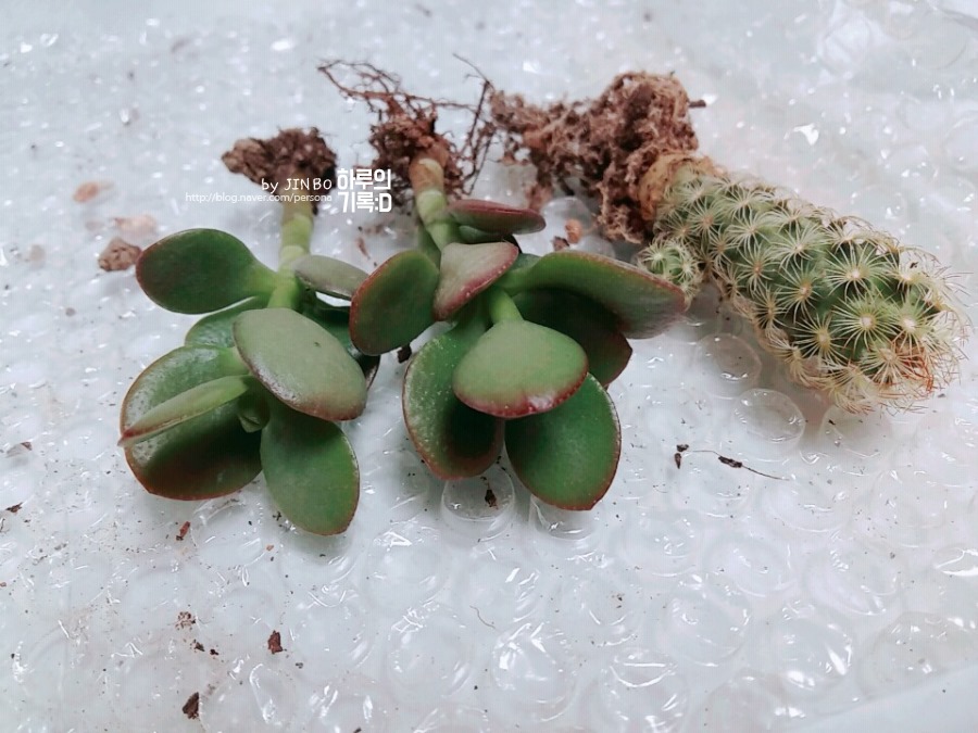 황금다육이와선인장 이미지