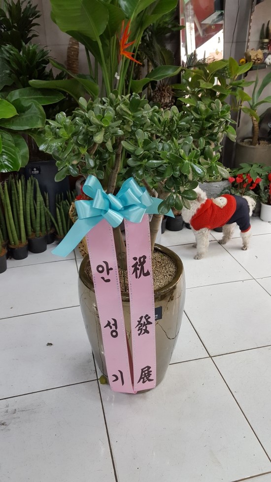 대전꽃집안나플라워 이미지