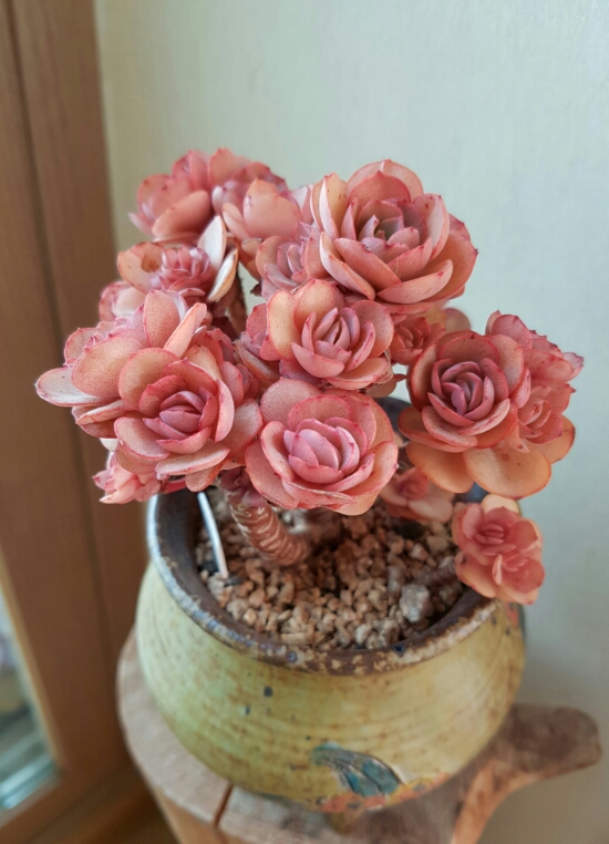 수연다육 이미지