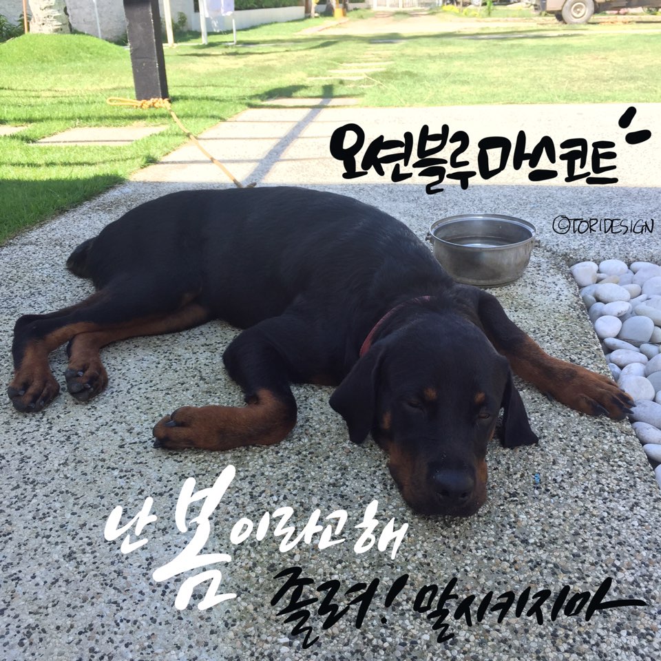 토리네 이미지