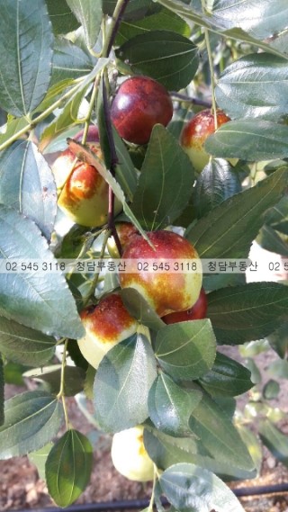 땅이랑농원 이미지
