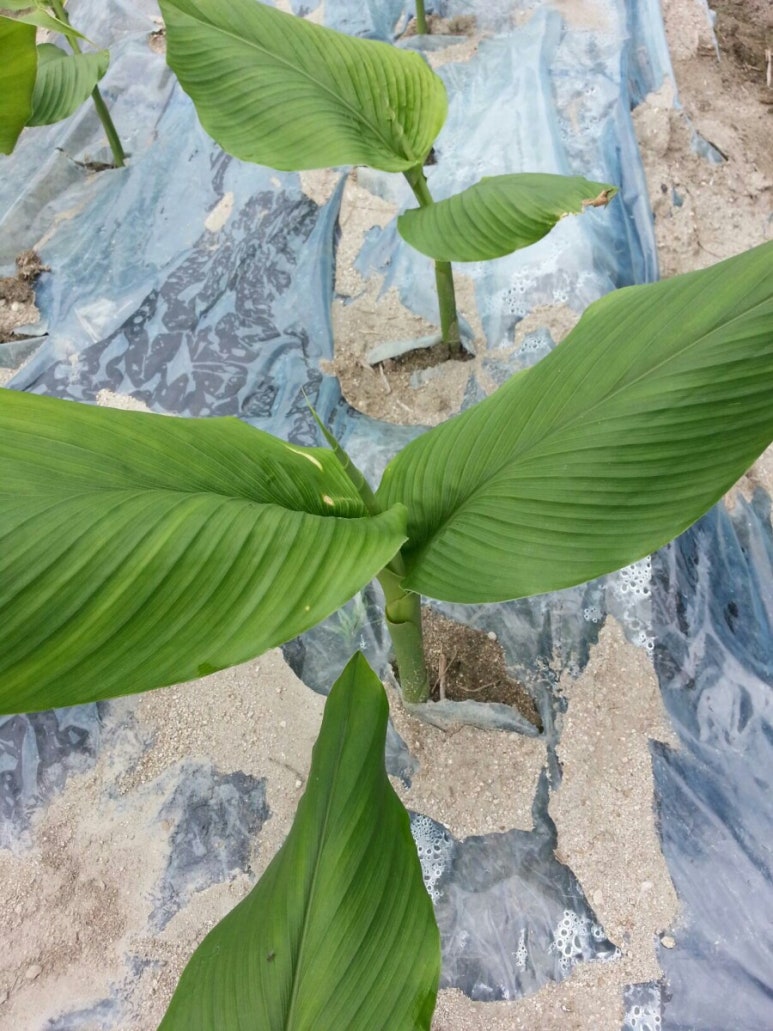 지리산천령표고농원 이미지