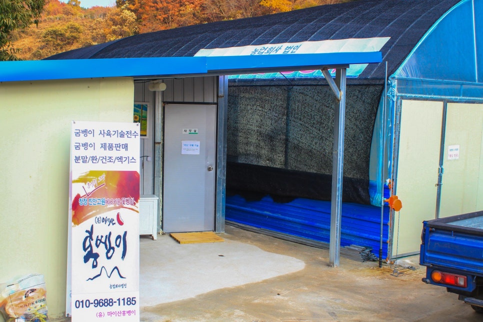 마이산꽃벵이 이미지
