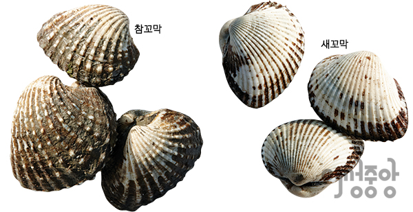 벌교꼬막 이미지