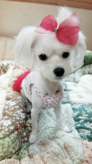 모띠앙 이미지