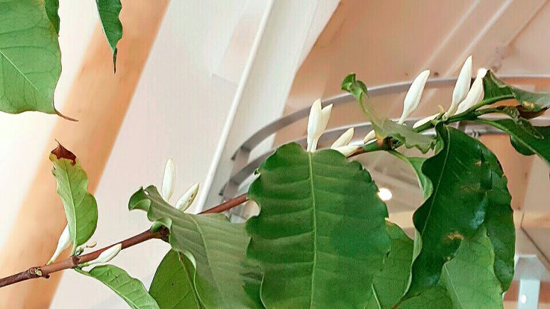 커피더쏠 이미지