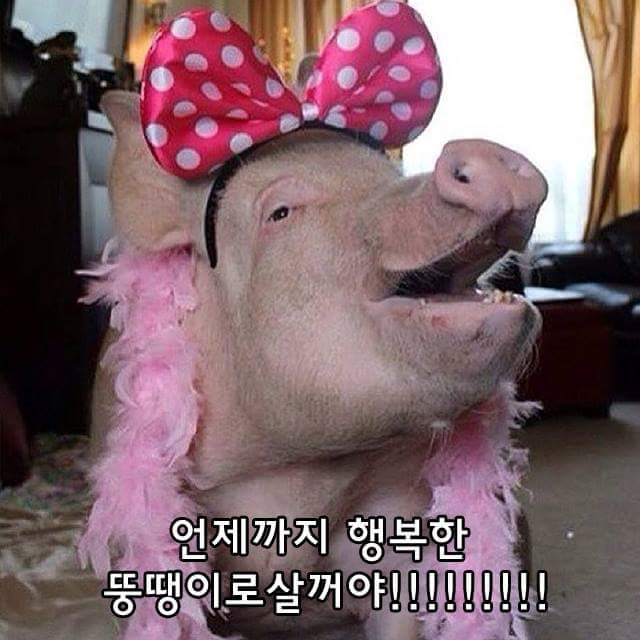 경주육회 이미지