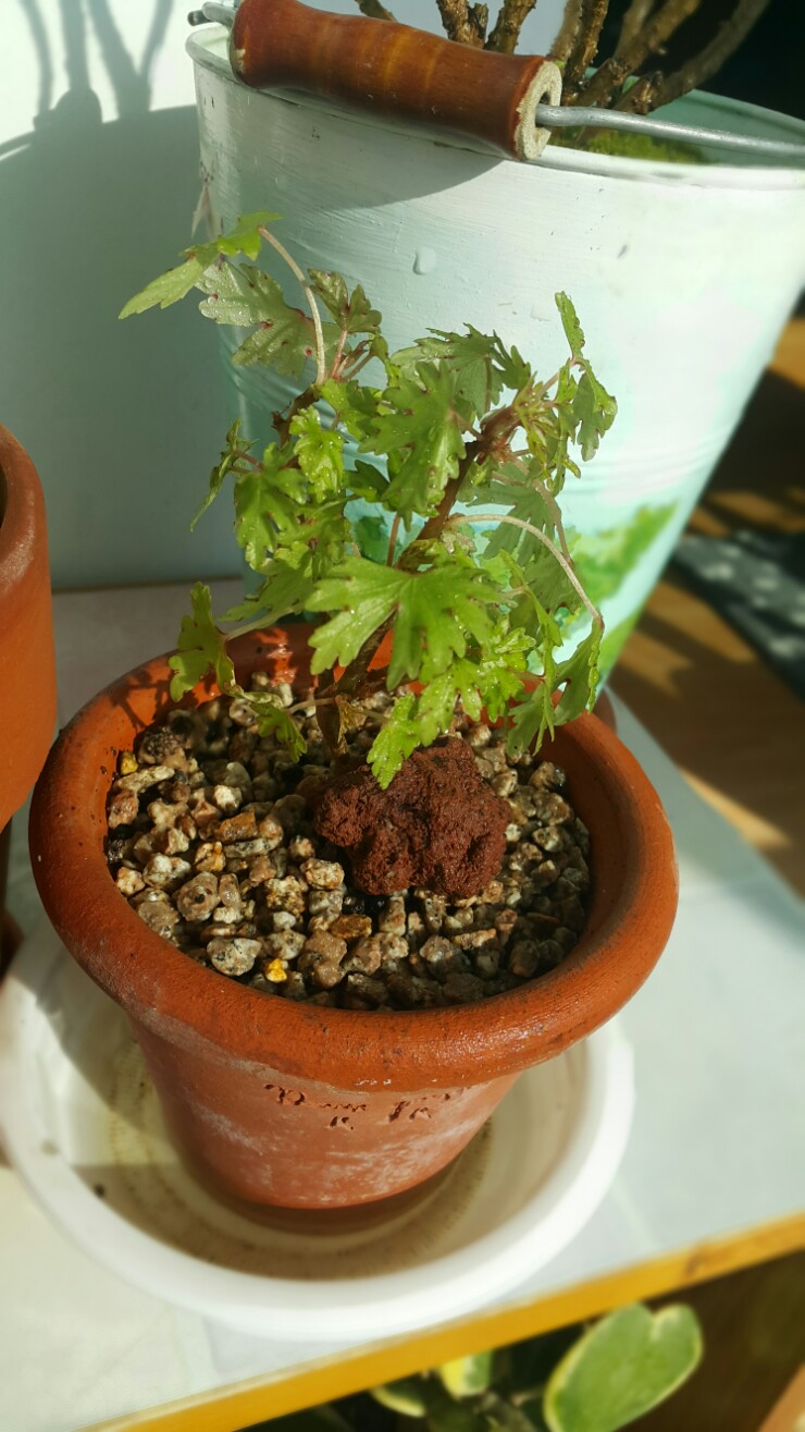 강산화원 이미지