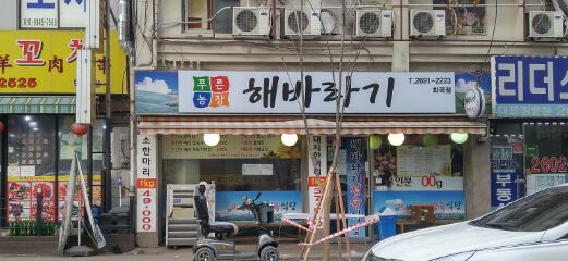 푸른농장해바라기 이미지