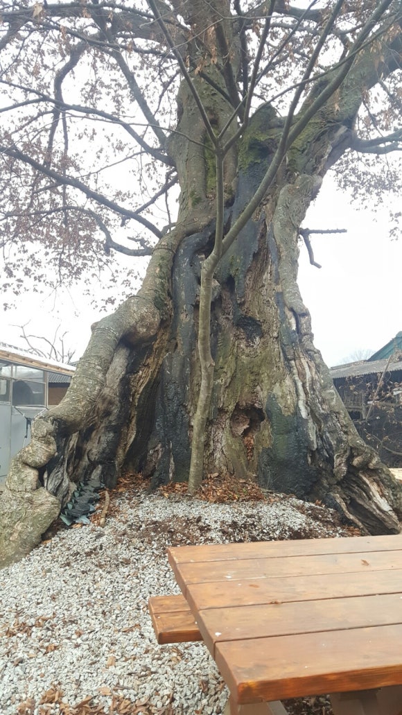 괴목 이미지