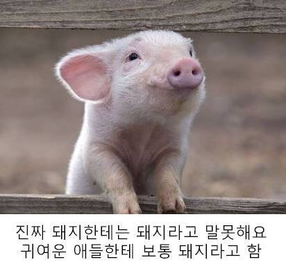 오이시 이미지