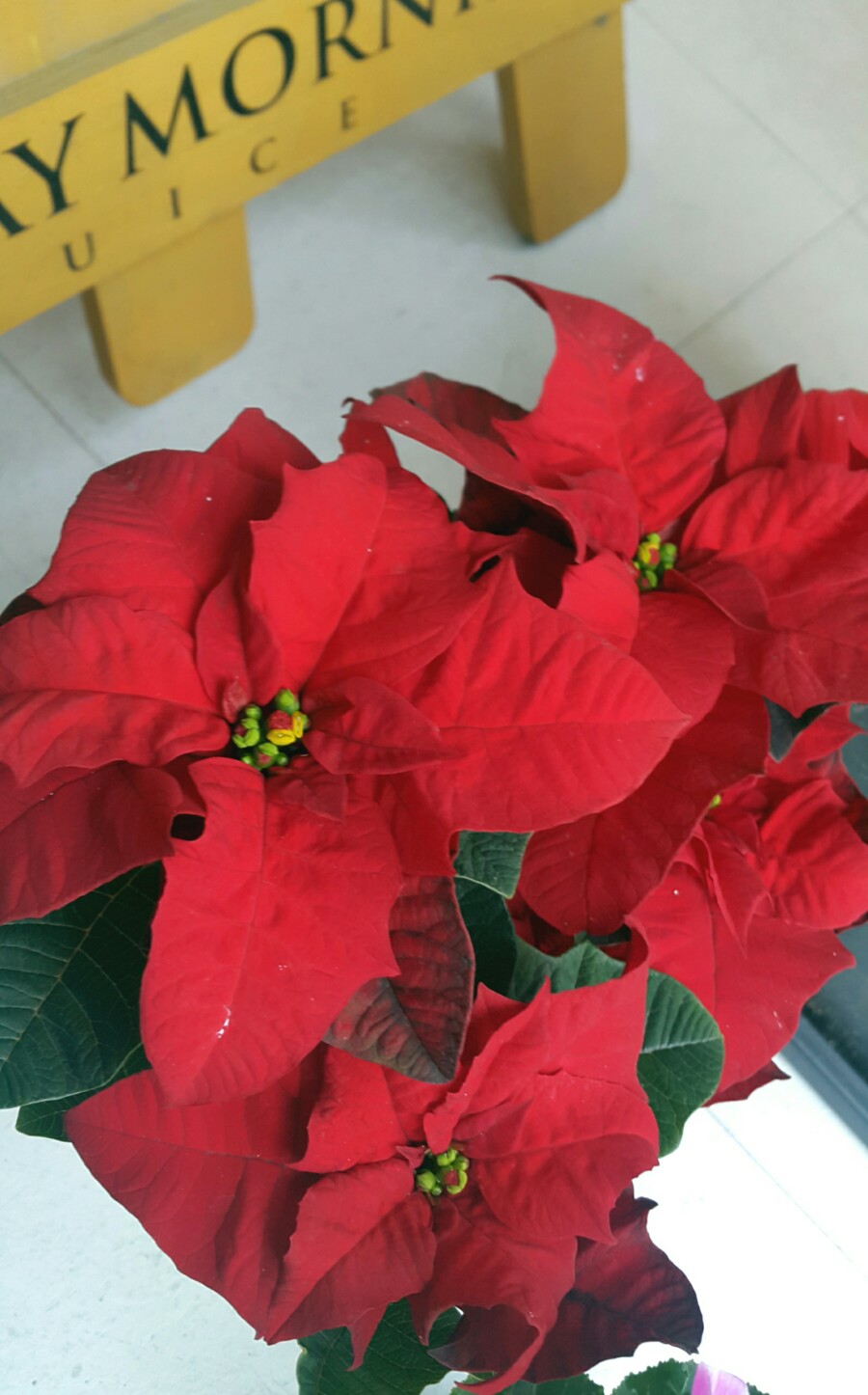 꽃모닝카페 이미지