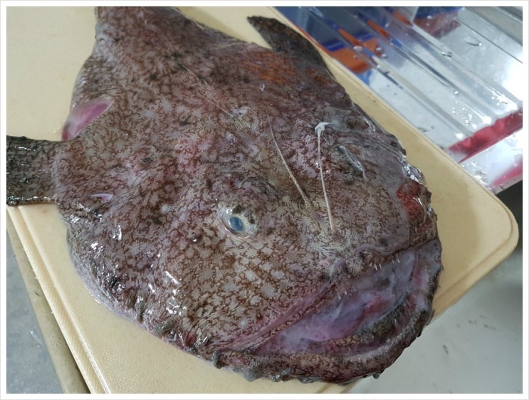 아구(아귀)~~국내산 아구로 맛있는 아구탕 끓이기!! : 네이버 블로그