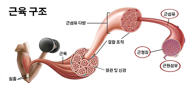 정헬스 이미지