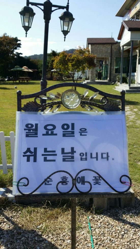 순흥애꽃 이미지