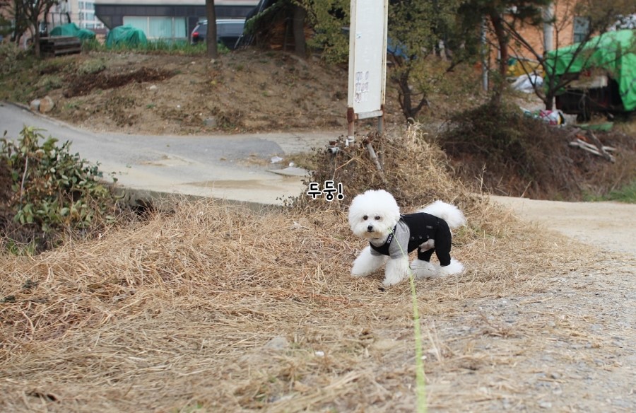 방가방방 이미지