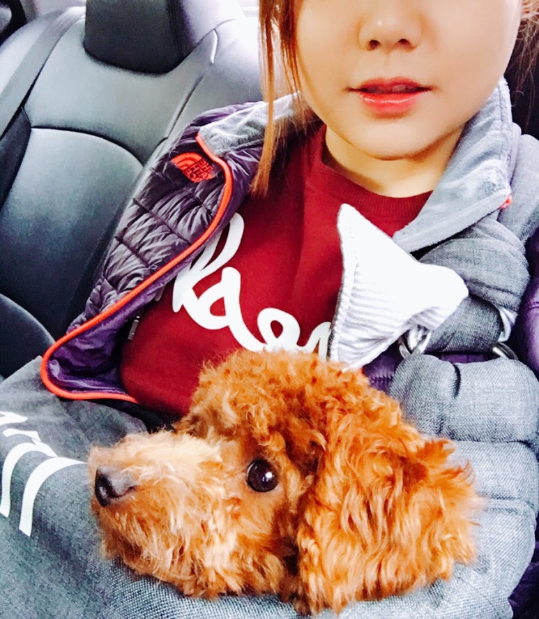 애견카페 포 이미지
