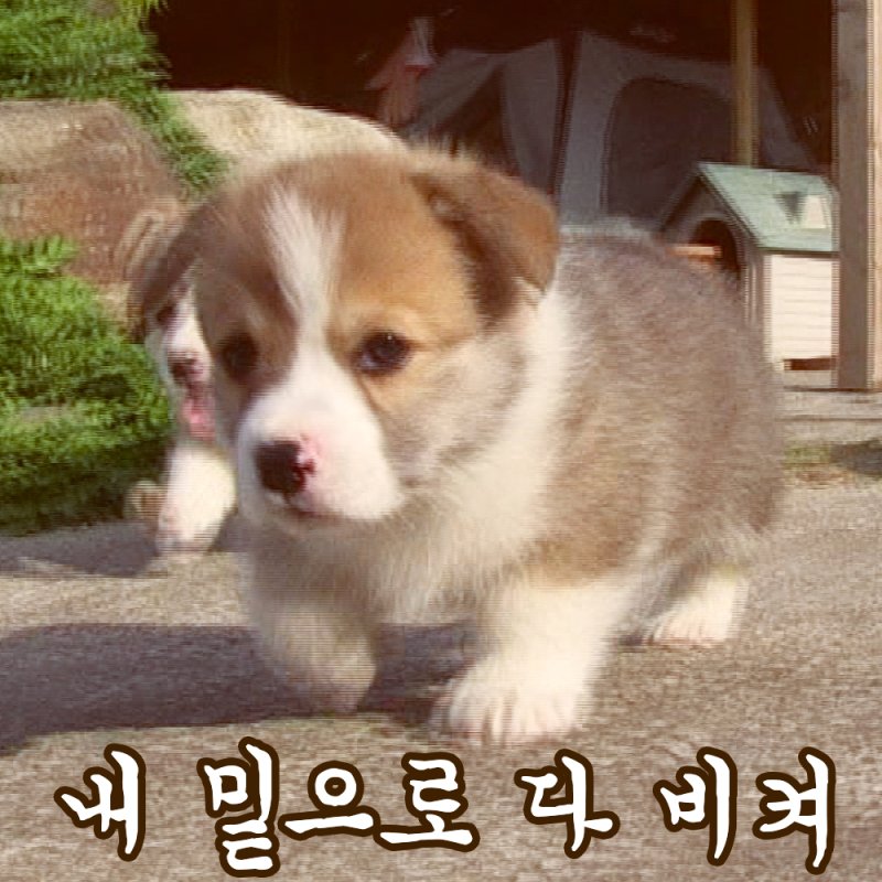 스시인 이미지