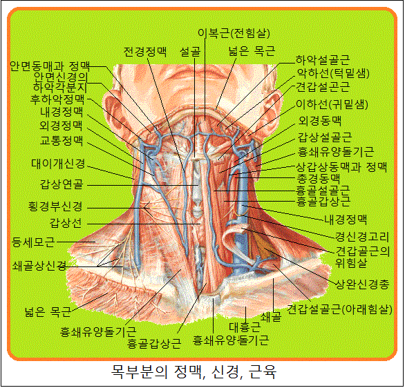 확장종기•흉골설골근•설골체•설골•흉골갑상근•갑상설골근•흉골갑상근•갑상설골근•후경근=목뒤근육=횡돌극근•두반극근=머리반가시근•척추 ...