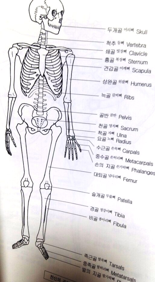 상지! 위팔뼈(상완골)과 노뼈(요골) 자뼈(척골)에 대하여!! : 네이버 블로그