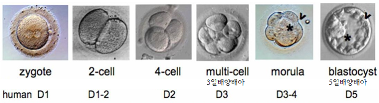 시험관 시술 - 3일배양, 5일배양 착상시기 : 네이버 블로그