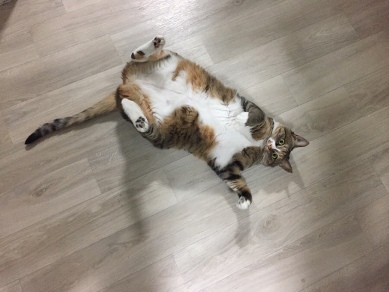 뒹굴뒹굴고양이 이미지