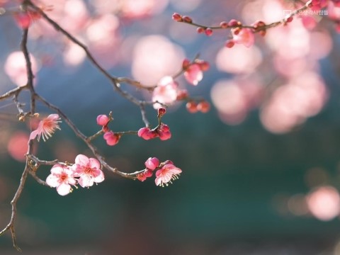화도중기 이미지