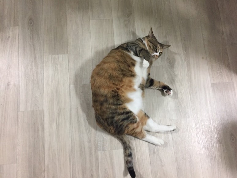 뒹굴뒹굴고양이 이미지