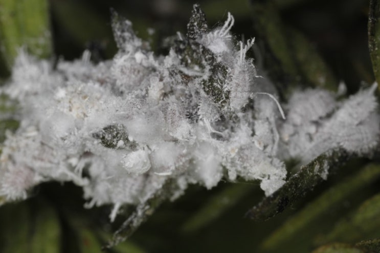 Scale Insects World : 네이버 블로그