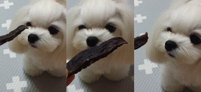 채채슈가 이미지