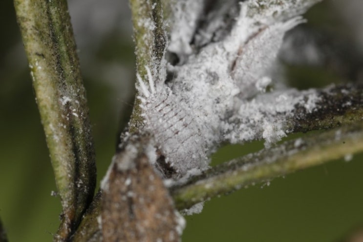 Scale Insects World : 네이버 블로그