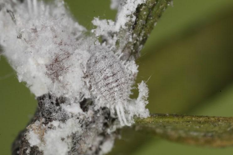 Scale Insects World : 네이버 블로그