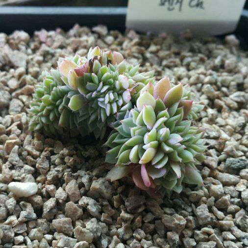 샤론다육 이미지