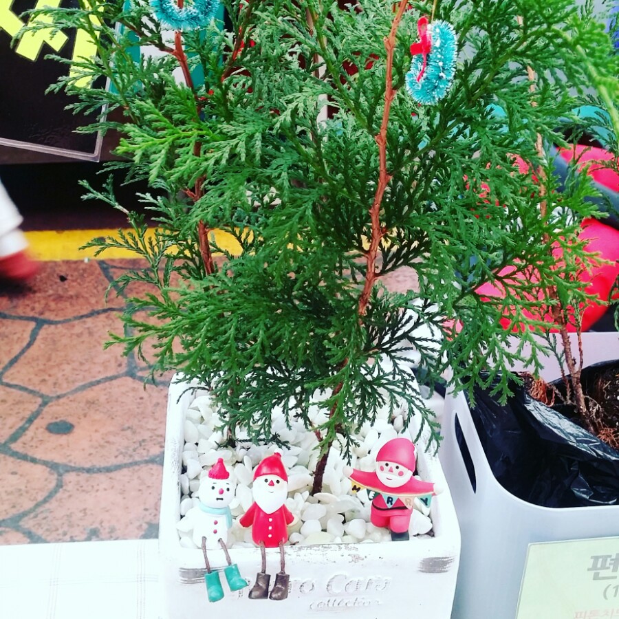 (주)편백마켓 이미지