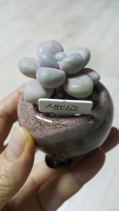 삐삐다육 이미지
